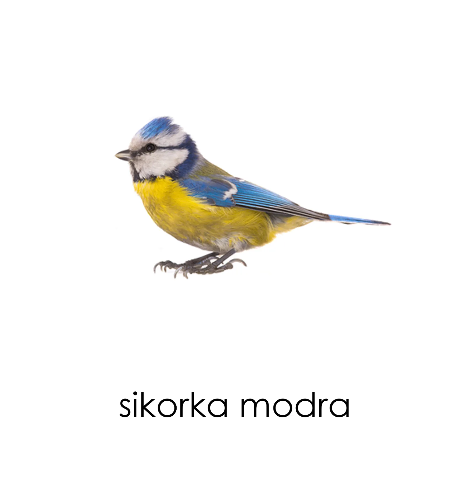 Zdjęcie produktu