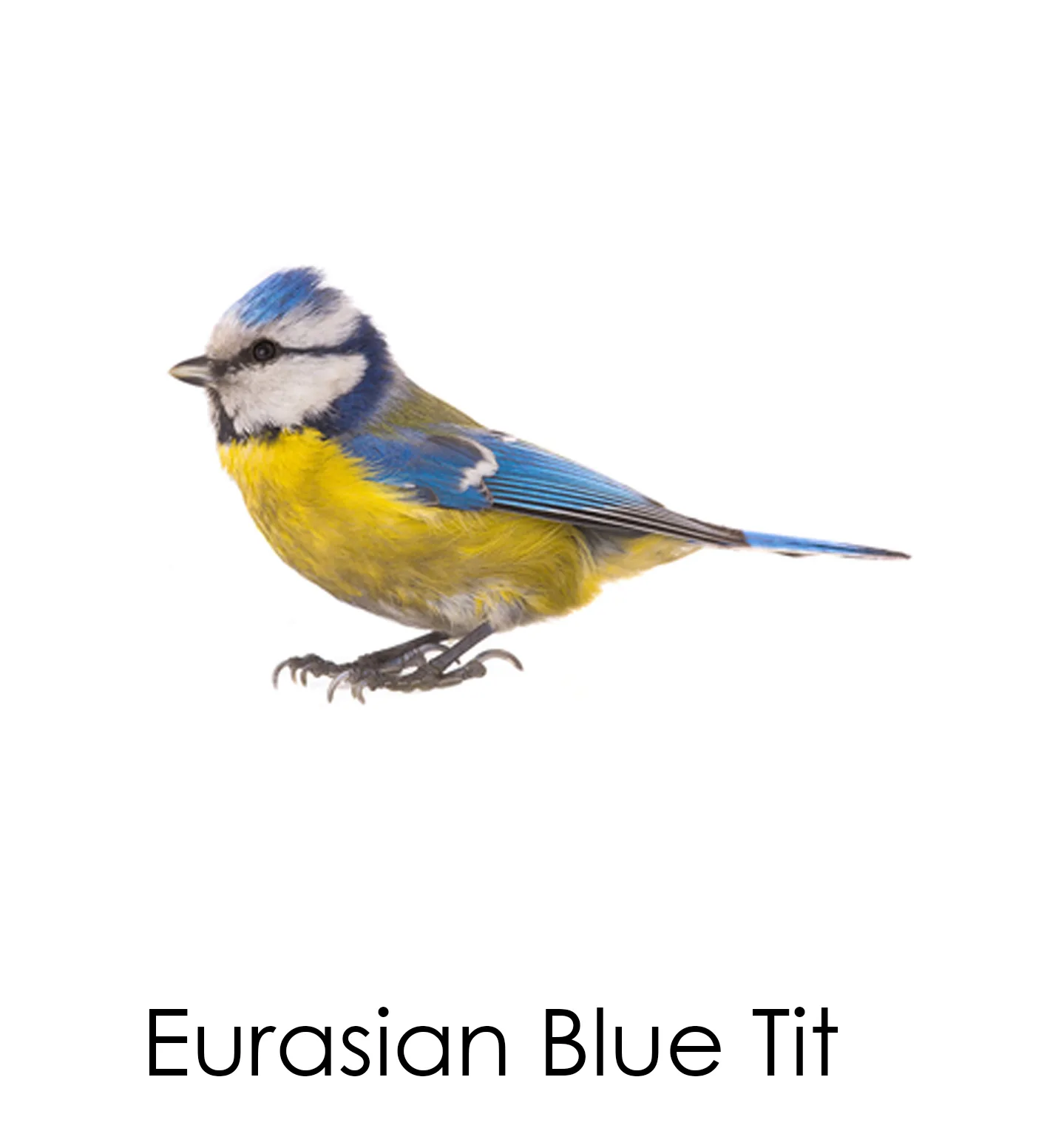 Zdjęcie produktu